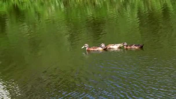 Ein Paar Enten Schwimmen Übers Wasser — Stockvideo