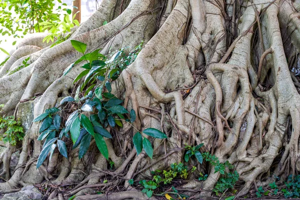 Yüzyıllık banyan ağacının kökleri ve gövdesi