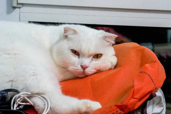 Zbliżenie Górę Słodkie Czysty Biały Brytyjski Shorthair Kot — Zdjęcie stockowe