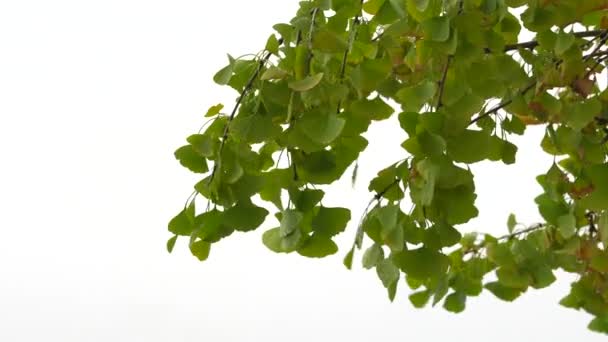 Ginkgo Löv Svajande Kraftigt Regn Och Stark Vind — Stockvideo