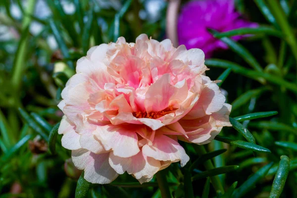 Closeup Blooming Pink Purslane Flower — Stock Photo, Image