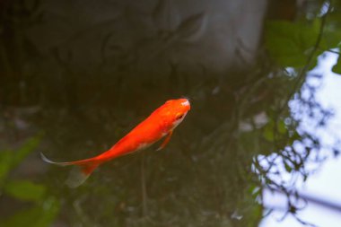 Göletteki kırmızı bir sazan balığı.