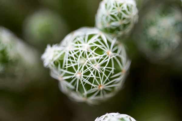 Egy Tüskés Kaktusz Tüskés Körte Közelsége — Stock Fotó
