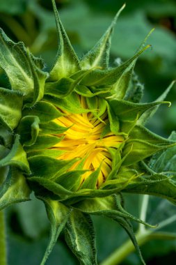 Çiçek açmak üzere olan ayçiçeği tomurcuğunun yakın çekimi