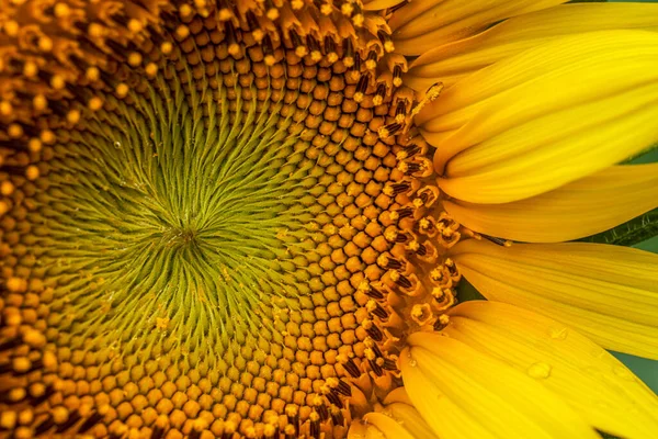 Fechar Uma Flor Girassol Florescente — Fotografia de Stock