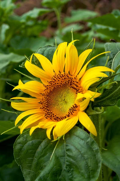 Närbild Blommande Solros — Stockfoto