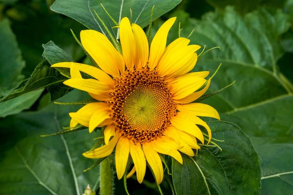 Närbild Blommande Solros — Stockfoto