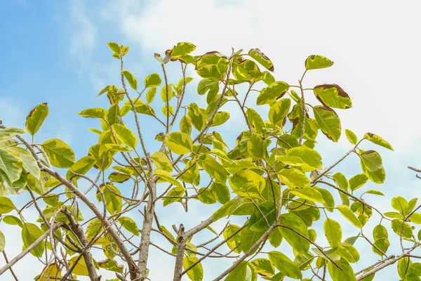 Blauer Himmel Und Grüne Große Baumblätter Hintergrund — Stockfoto