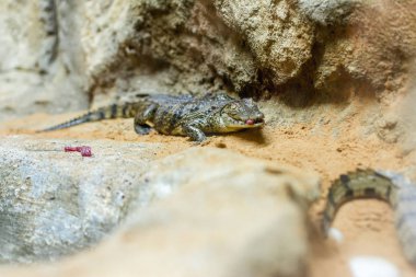 Develer hayvanat bahçesinde anne ve bebek