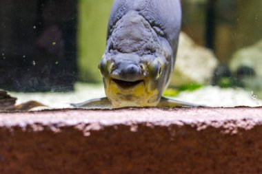 Hayvanat bahçesi balığı kameraya bakıyor.