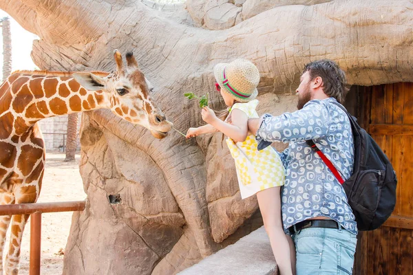 Dad Daughter Feed Giraffe — Stock Photo, Image