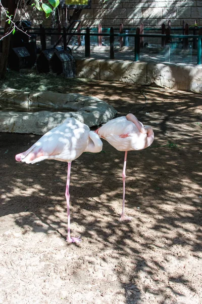 Pink flamingos stand on one leg