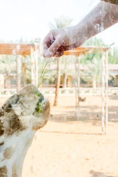 Close View Man Feeding Animal — Stock Photo, Image