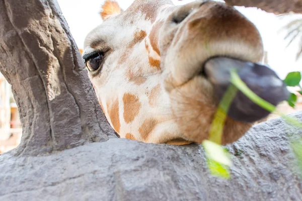 Крупным Планом Зрения Жираф — стоковое фото