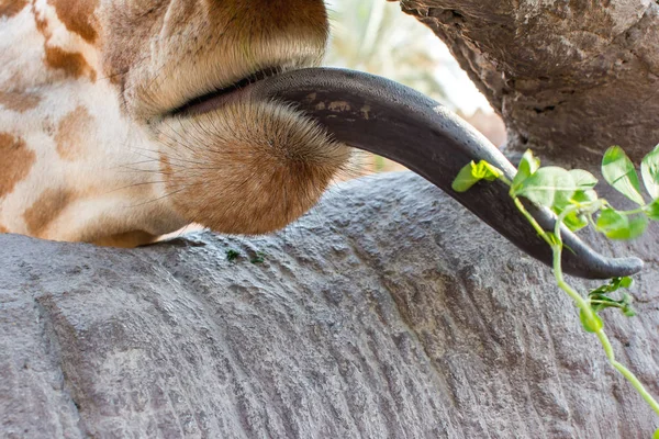 Close View Giraffe — Stock Photo, Image