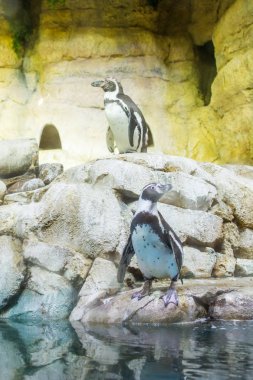 Kız hayvanat bahçesinde suda yüzen bir penguene bakıyor.
