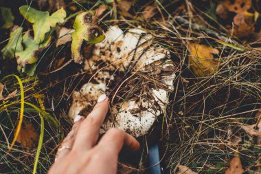 Mantar ormandaki dokunmadan el