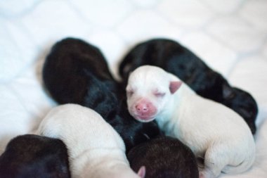 Beyaz arka bacak köpek yavrusu