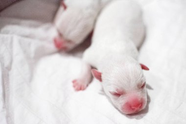 Beyaz arka bacak köpek yavrusu