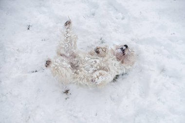 kış gününde beyaz kar üzerinde dururken sevimli köpek yukarı bakıyor