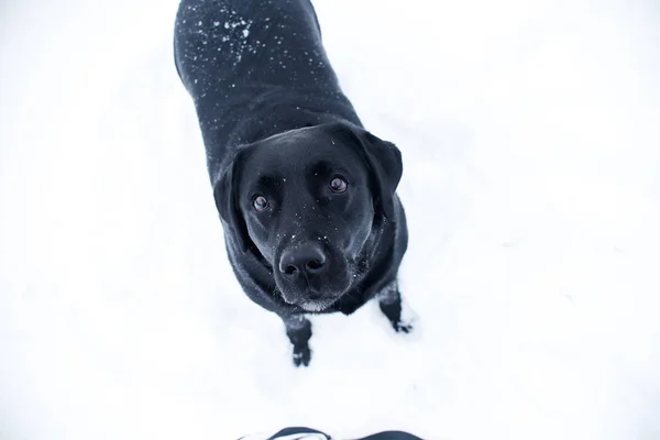 Ładny Pies Patrząc Górę Stojąc Białym Śniegu Zimie Dzień — Zdjęcie stockowe