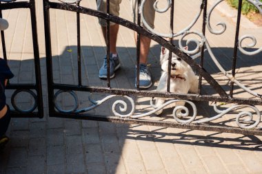 Köpeği gezdiren bir adamın ayakları.