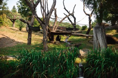 Maymunlar hayvanat bahçesinde yürüyüş