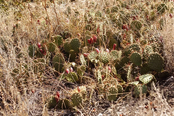 Blommande Kaktusar Fältet — Stockfoto