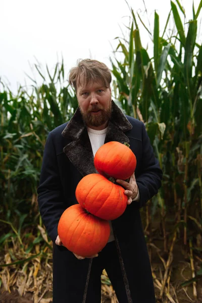 Man Oogst Pompoenen Halloween Het Cornfield — Stockfoto