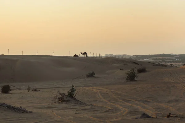 Camello Desierto Horizonte —  Fotos de Stock