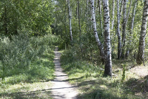 Path Forest — Stock Photo, Image