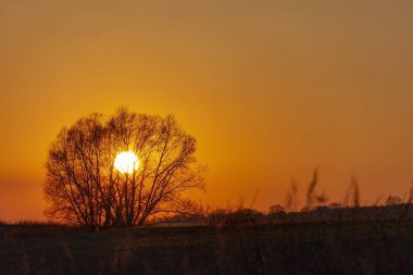 gün batımı mavi beyaz güzel ağaç