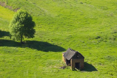 yeşil alan ev ağaç