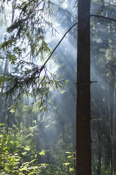 Forest Sun Fog Morning — Stock Photo, Image