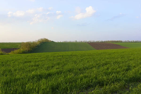 Cielo Campo Hierba Verde — Foto de Stock