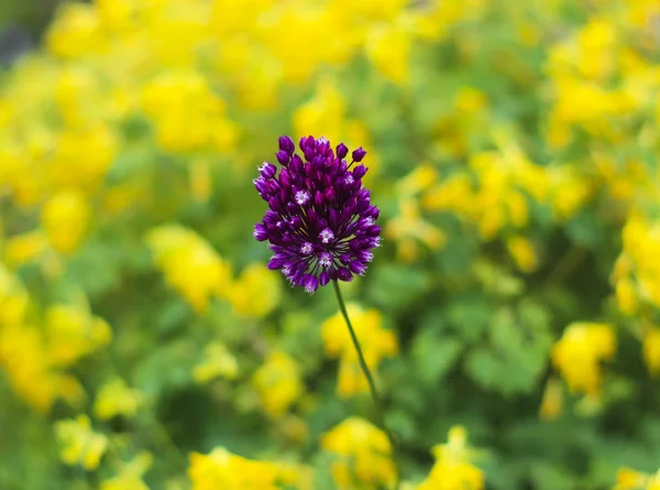 Bulanık sarı arka plan üzerinde Amazing mor çiçek, yaz günü, makro