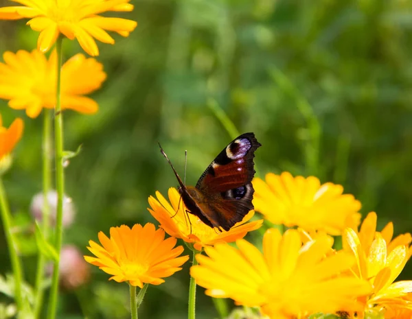 Parlak sarı çiçek yeşil bir arka plan üzerinde renkli kelebek
