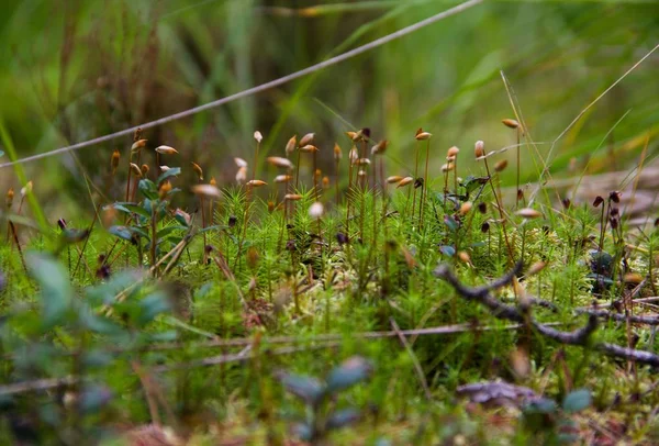 Ekoloji kavramı. Yeşil arka plan üzerinde ormanda çiçekli yosun, makro.