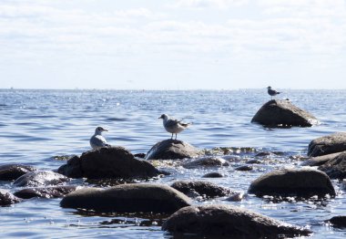 Taşlar mavi gökyüzü ve denizin mavi karşı üç martılar oturmak