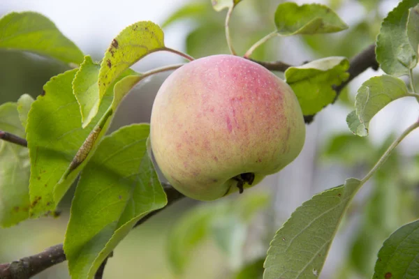 Farming, agriculture, ecology and healthy nutrition. Close-up of juicy Apple hanging on a branch of Apple tree in the orchard. On the background of green leaves.Organic fruits in home garden.