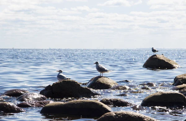 Buzlu mavi gökyüzü ve mavi denize karşı oturmuş ve mesafe içine bakarak üç martılar.