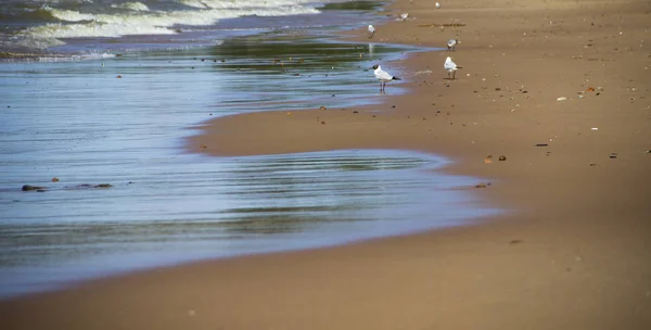 Manzara. Plaj ve deniz arka plan üzerinde martılar