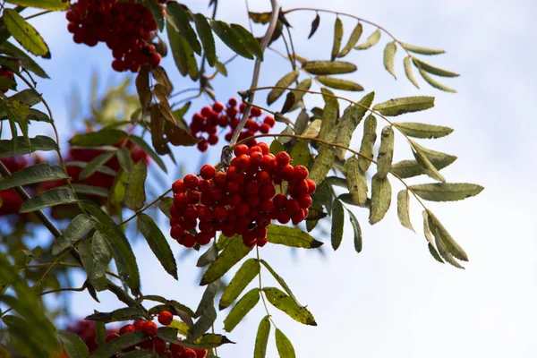 Sonbahar, doğa kavramı. Bir ağaç dalı üzerinde asılı parlak kırmızı Rowan yakın çekim. Yeşil yaprakları ve mavi gökyüzü arka plan üzerinde.
