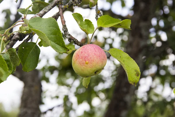 Farming, agriculture, ecology and remedy for trees diseases concept. Close - up of a red-green Apple, spoiled on one side and a wasp sitting on an Apple. Apple on a tree branch in the orchard on the background of trees branches and leaves.