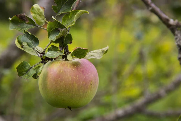 Tarım, tarım, ekoloji ve ağaçlar hastalıkları kavramı için ilaç. Sulu kırmızı-yeşil elma meyve bir ağaç dalına asılı. Ağaç dalları ve yaprakları karşı.
