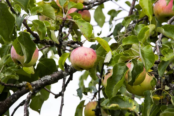 Farming, agriculture, ecology and remedy for trees diseases concept. Close - up of a red-green Apple, spoiled on one side and a wasp sitting on an Apple. Apple on a tree branch in the orchard on the background of trees branches and leaves.