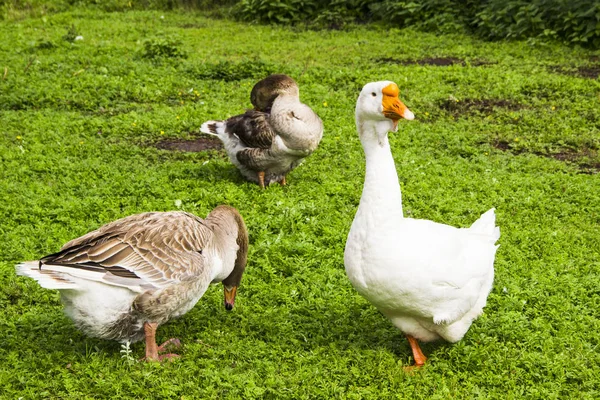Tarım, tarım kavramı. Kazlar yaz gün çiftlikte çim yeme. Yeşil çim arka plan.