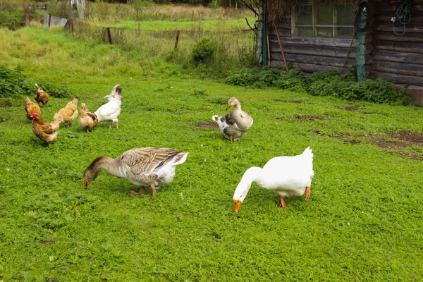 Tarım, tarım kavramı. Kazlar yaz gün çiftlikte çim yeme. Yeşil çim arka plan.