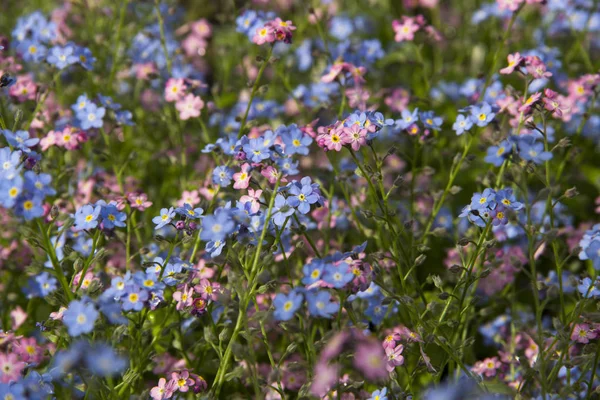 Çiçek arka plan. Pembe ve mavi çiçekler. Bir yaz gününde çayırda renkli çiçekler. Alan çiçek.