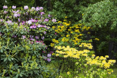 Doğa ve açık havada kavramı. Renkli ağaçlar ve parkta parlak çiçek açan çiçekler. Bir yaz gününde parkta bir yürüyüş.